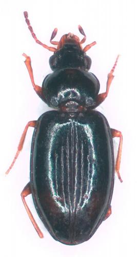Tachyura sexstriata